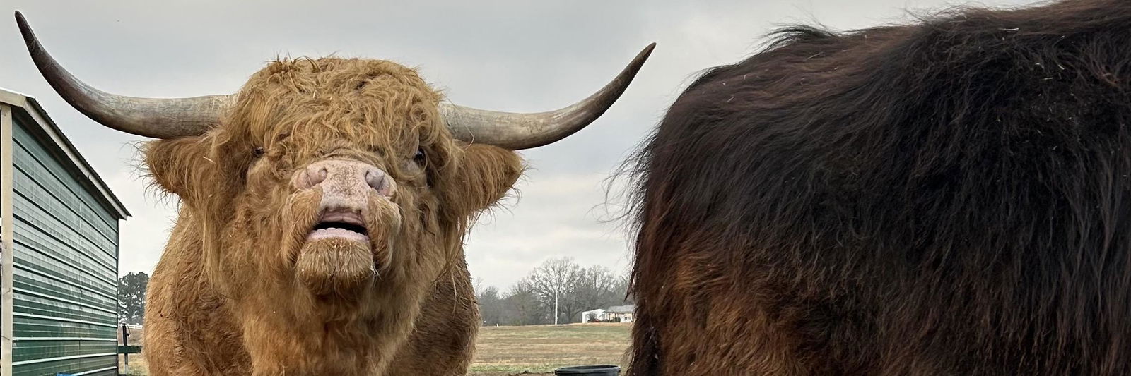 Fergus profile cover image