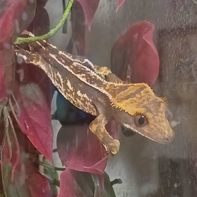 Hera profile picture