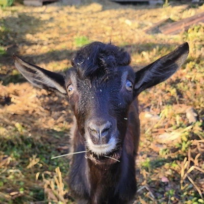 Elegant Acres Sargent MM profile picture