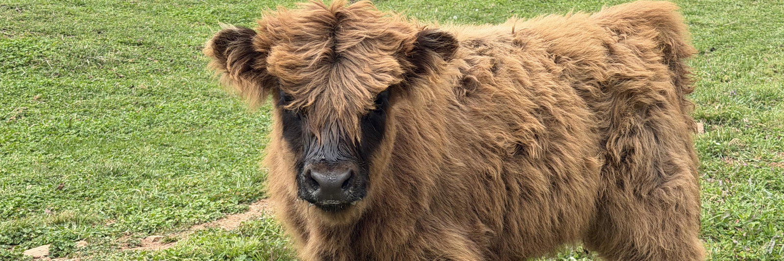 Daisy profile cover image