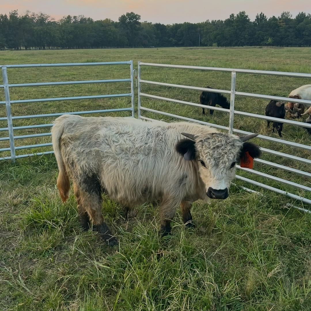 A Peculiar Farm Harley