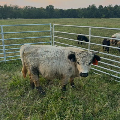 A Peculiar Farm Harley profile picture