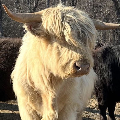 SCA Olaf profile picture