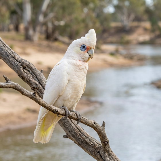 little corella