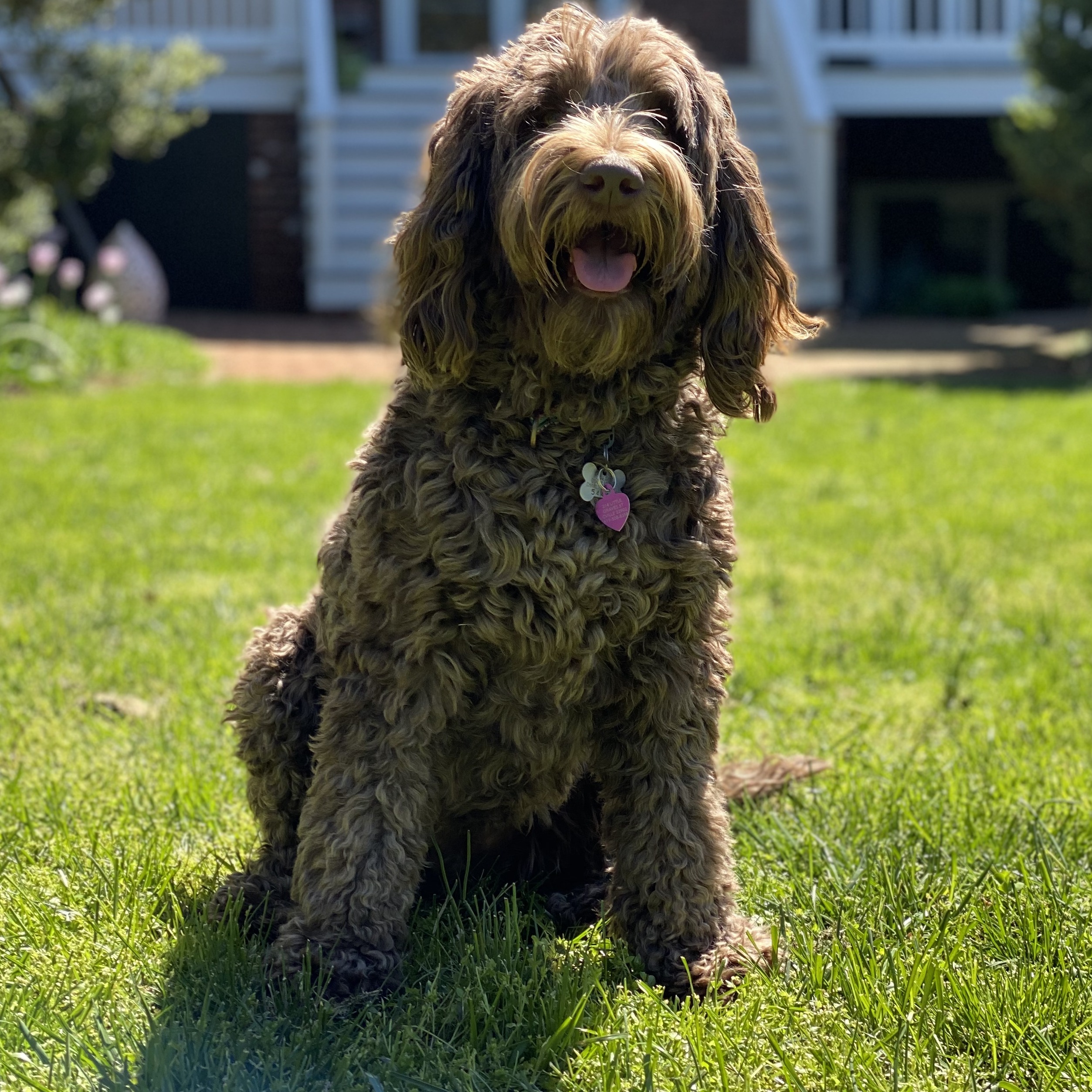 Sadie