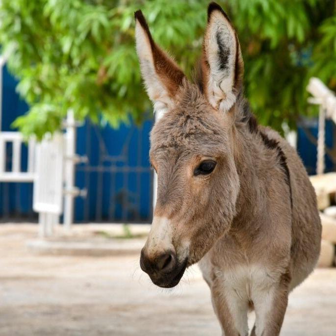 Donkey Donk