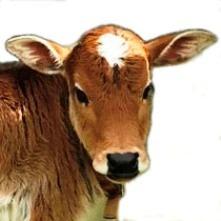 Smokey Valley Farm profile picture