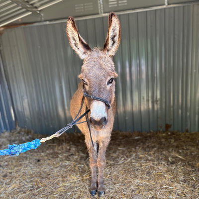 Poncho profile picture