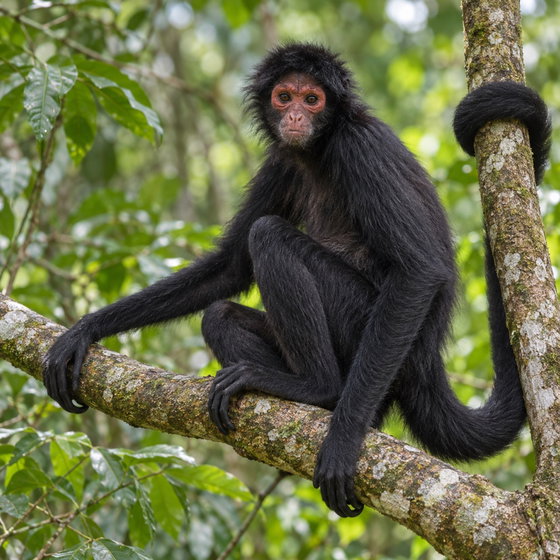 red-faced spider monkey