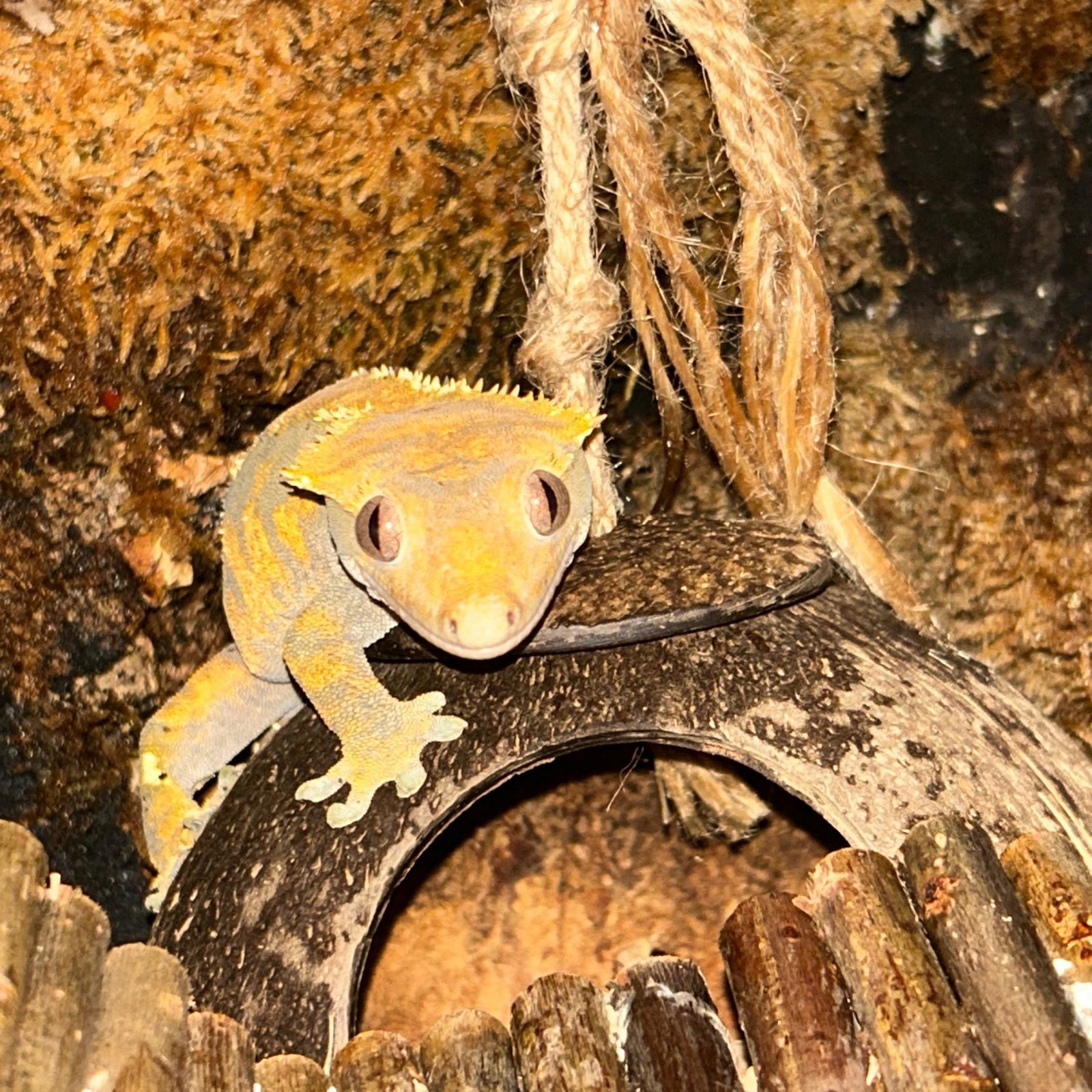 Ember