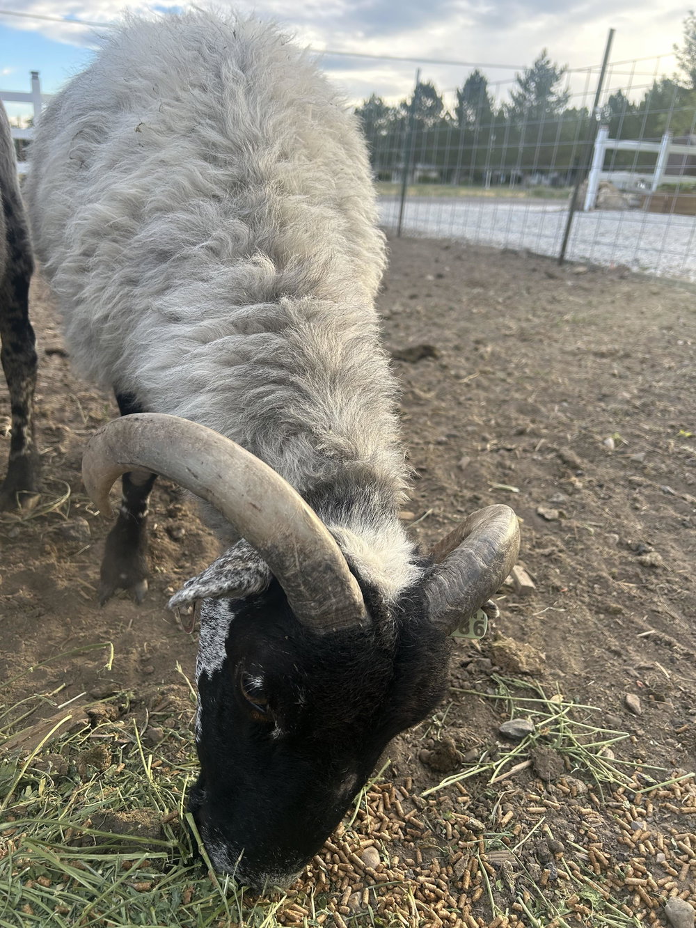 Valais starter herd, photo 5