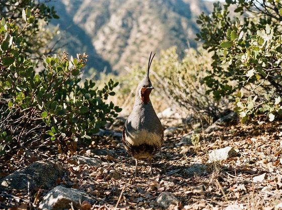 Mountain Quail