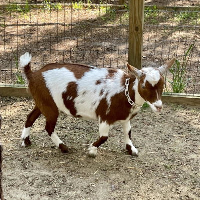 Willow Haven Farm I Love Lucy profile picture