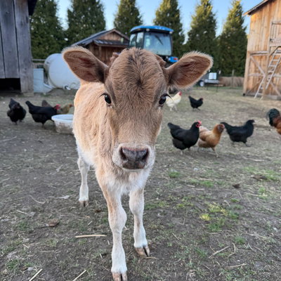 RBR Pixie profile picture