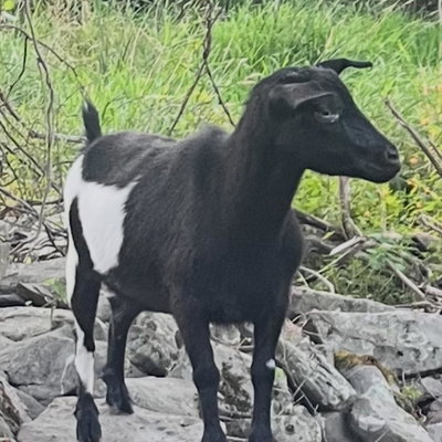 Aisling profile picture