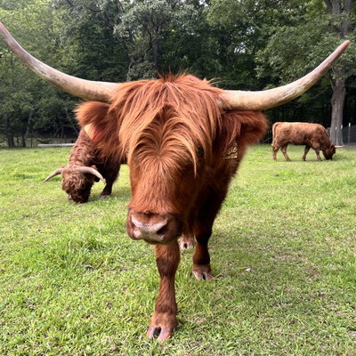 Rosie profile picture