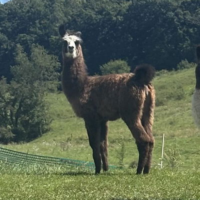 PPWI Hillbilly-Bob profile picture