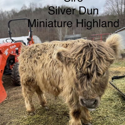 Ferdinand profile picture