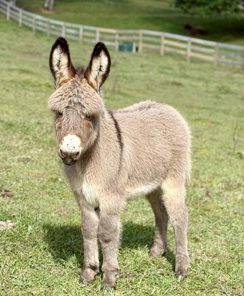 Leo, photo 2