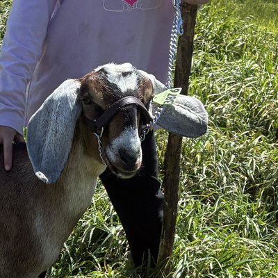 Little deer profile picture