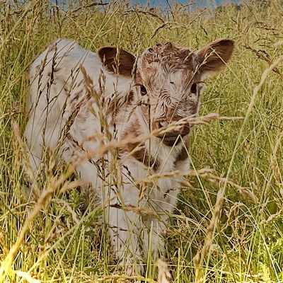 Ellie profile picture