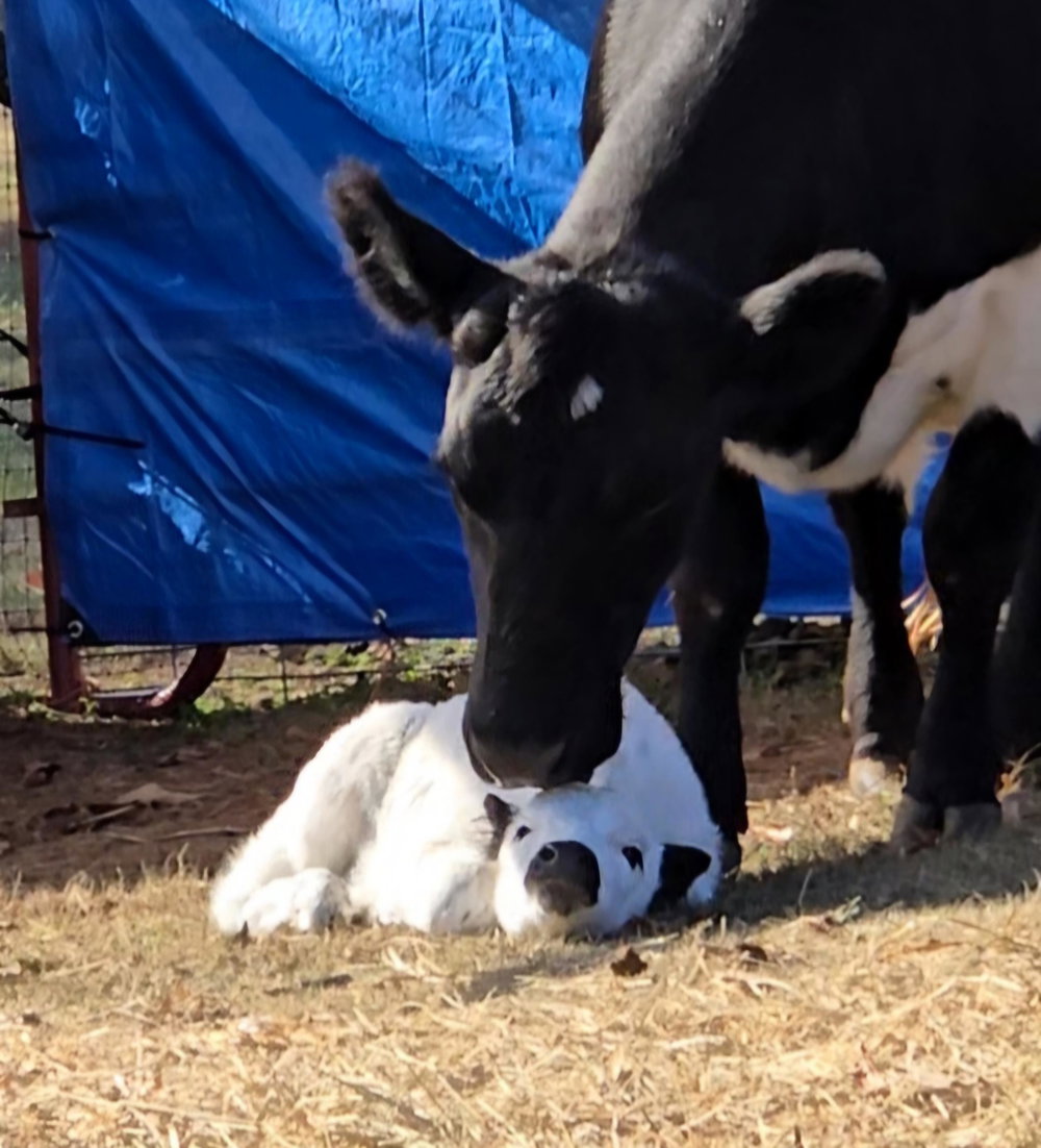 Stella Moo Moo, photo 4