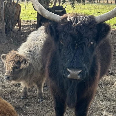 Jeffrey Brown profile picture