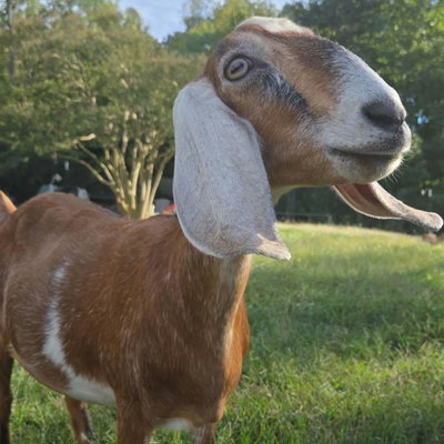 Little Bethel's Quantum Field profile picture