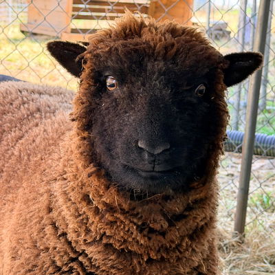 Lucy profile picture