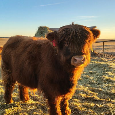 Fulmino (Lightning) profile picture