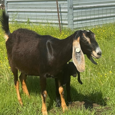 Iris profile picture