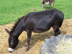 Assphalt Acres Nicoal