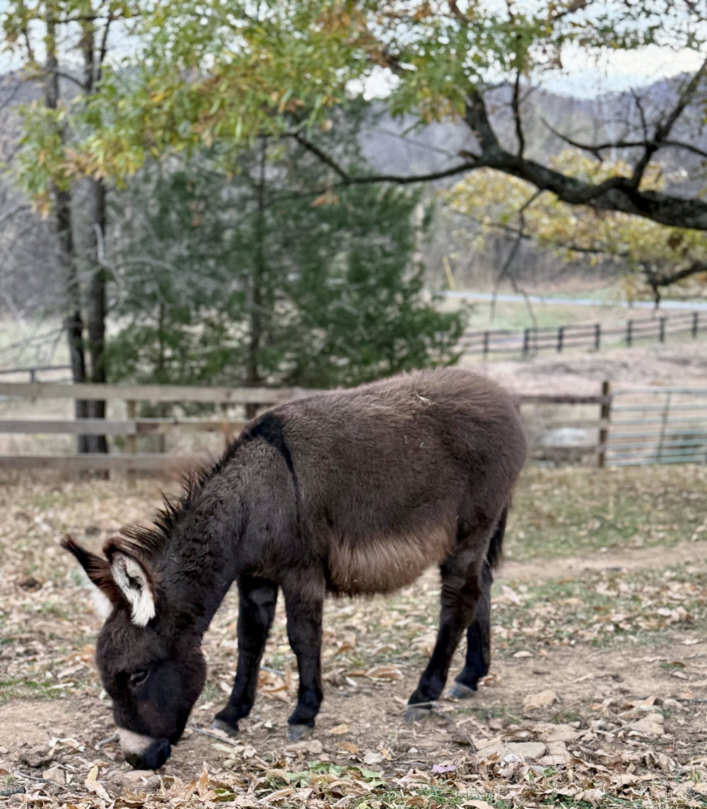 Gretchen, photo 18