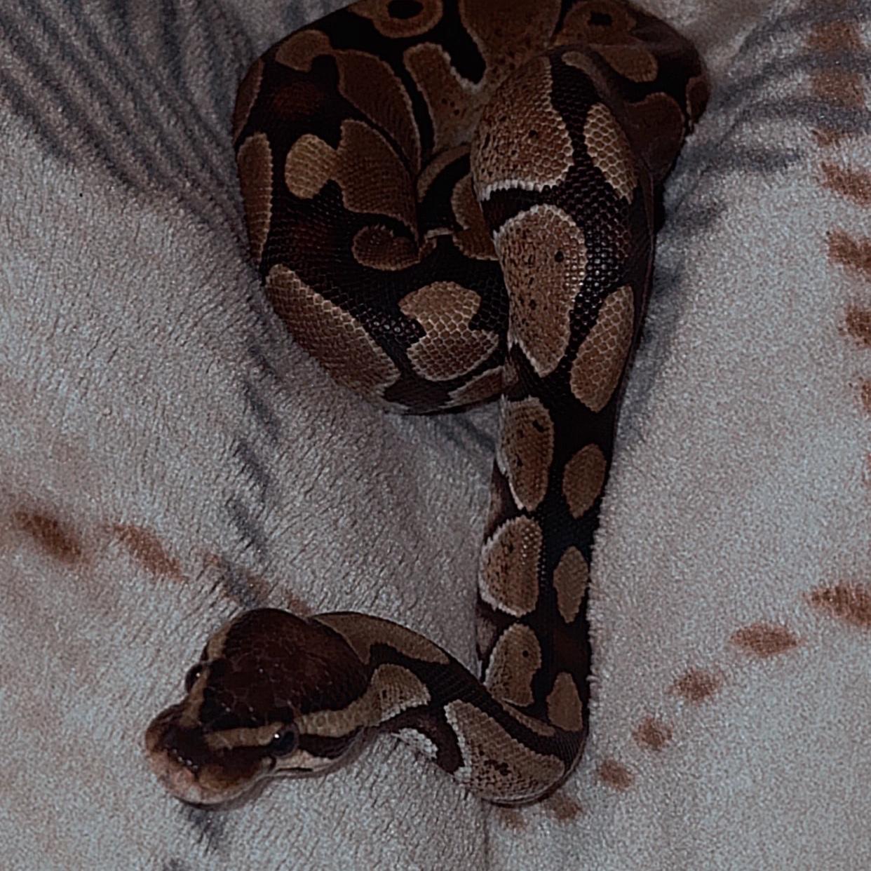 Oscar