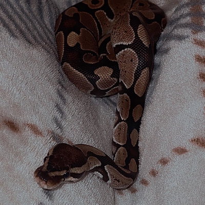 Oscar profile picture