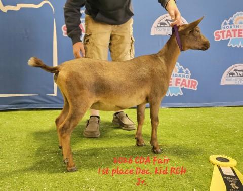 Photo of a Nigerian Dwarf goat recorded as Chocolate buckskin