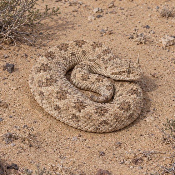 desert horned viper