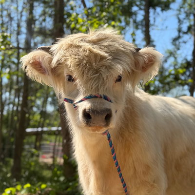 Casper profile picture