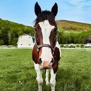 Pongo