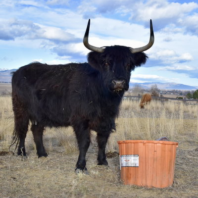 NXT Creek’s Nina profile picture