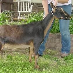 GCH Dill's TG Lucille Two 3*M profile picture