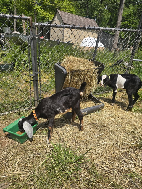 Photo of a Nubian goat recorded as swiss marked
