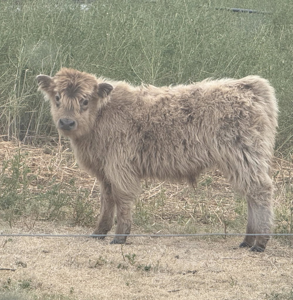 Dun bull calf, photo 9