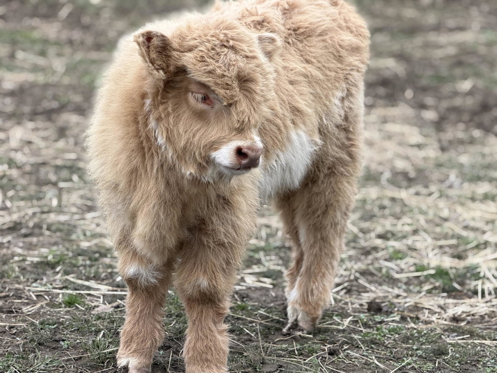 Studmuffin, photo 6