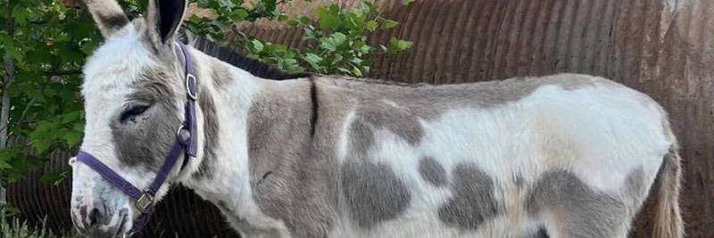 Tonto profile cover image