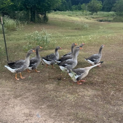 Geese profile picture