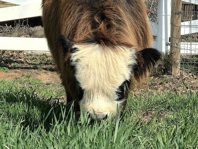 El Bandito