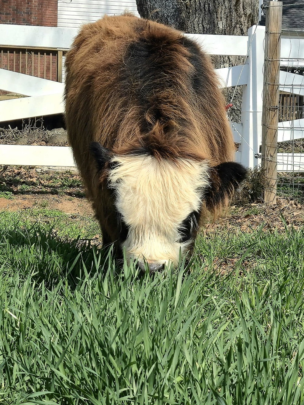 El Bandito, photo 1