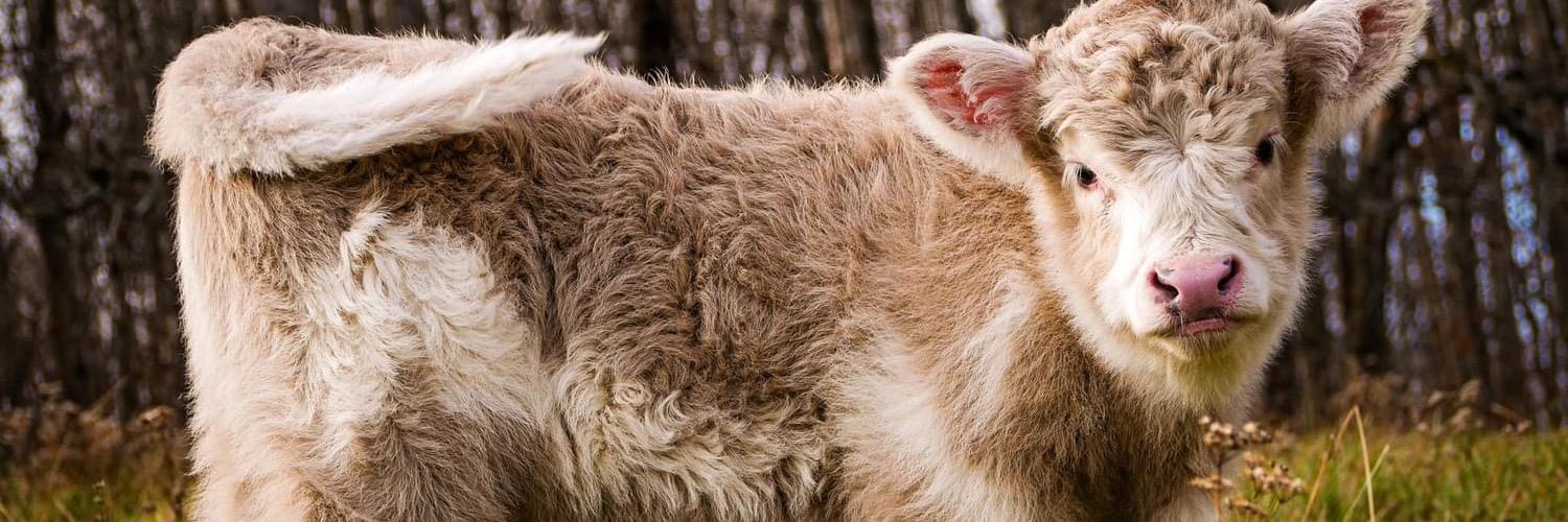 Ghost profile cover image