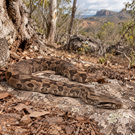 Dumeril's boa